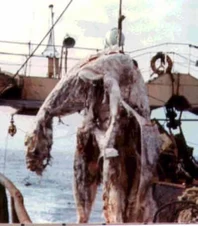 Zuiyo-maru carcass.