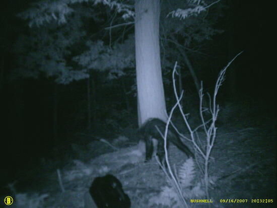 Sasquatch2.jpg