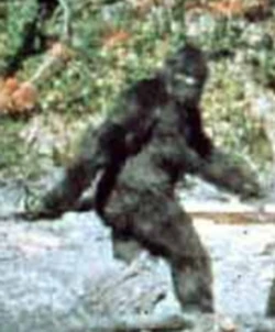 Patterson-bigfoot