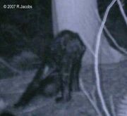 Big foot.2.jpg