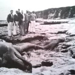 Monster Of Monterey Cryptid Wiki Fandom