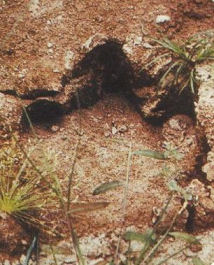 Mokele Mbembe - the monster of Lake Tele in Congo, Africa