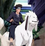 368787-38914-kiba large