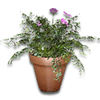 Potted plant