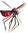 Hud mosquito
