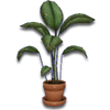 Hide plant01