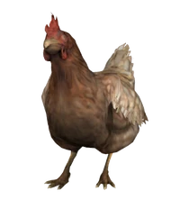 Original chicken models before 2021 update.