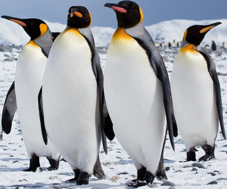 king-penguin-and-emperor-penguin-similarities-and-differences-c-syde