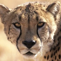 Big cat speed Clearance