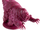 Tardigrade.png