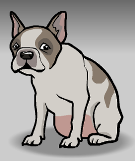 Dog adult