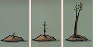 The tree in the front yard as a sapling in Rusty Lake: Roots.