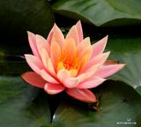Lotus Flower Blooming.jpg