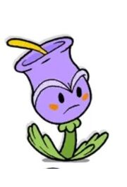 Tulipan.