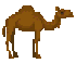 Animal-Camel