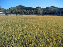 Rice Field near Wonsan