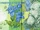 Romanian 1 leu banknote