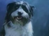 RSPCA: Dog