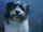 RSPCA: Dog