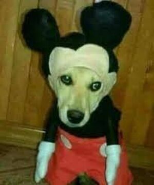 Mickey dog Cursed Images Inspiration Wiki Fandom