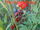 The Feral Plains/Volume I