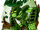 Jungle Tribe