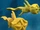Squid (Rahi)