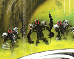 Makuta Species