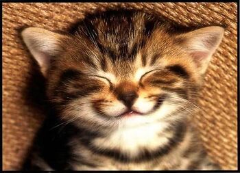 cute cat smiling