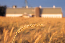 Wheatfield