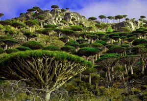 Hajhir Mountains-Socotra