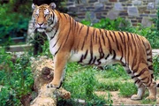  A picture of a tiger, the national animal of Grand Besaid