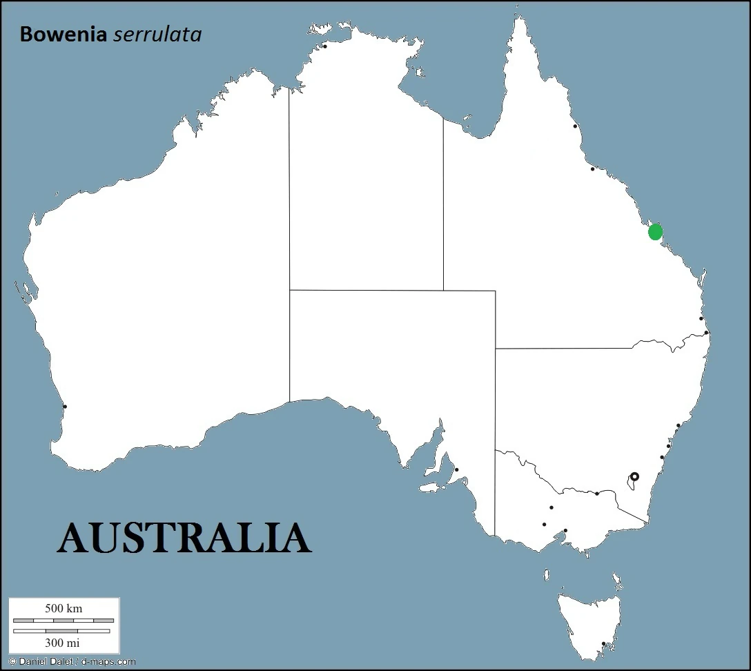 Bowenia Serrulata Cycadfriends Wiki Fandom