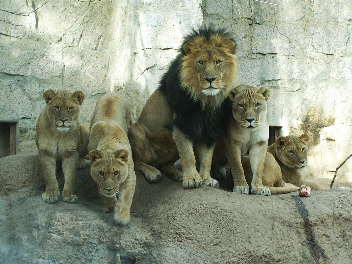 Pin by Twistedelegance78 on Big Cats Big cats, Cats, Wild cats