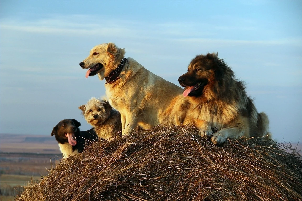 волкособ канадский волк. стадо волков. волк в лесу. три собаки. стая птиц в небе фото ночью.