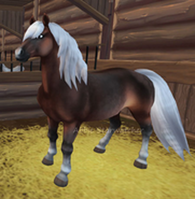 Хафлингер Стар стейбл. Хафлингер лошадь Стар стейбл. Star stable online Хафлингер. 2022 Хафлингеры Стар стейбл.