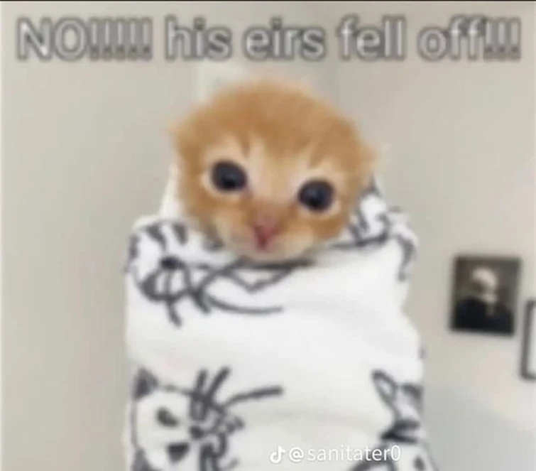 NO!!!! his eirs fell off! Fandom