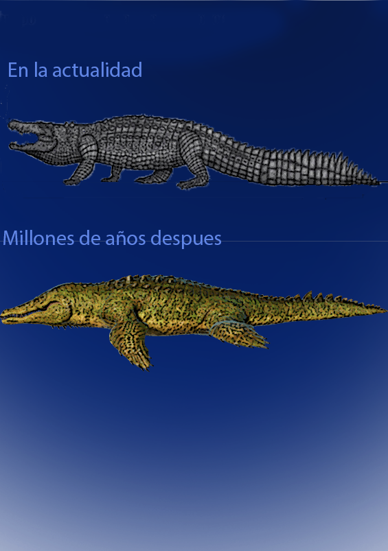 Se han preguntado cómo se vería un cocodrilo totalmente adaptado al medio  acuático? | Fandom