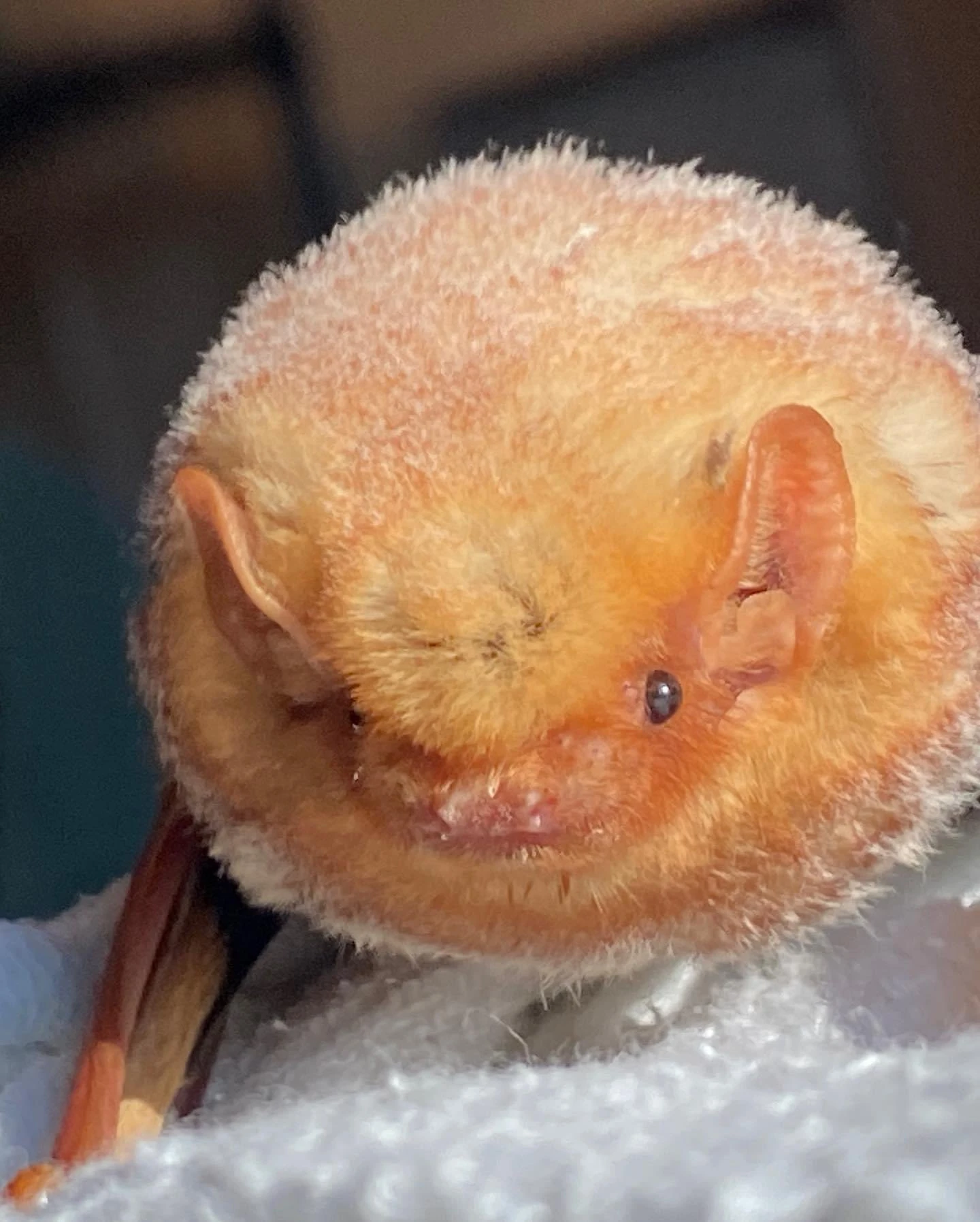 JELLY DONUT BAT Fandom