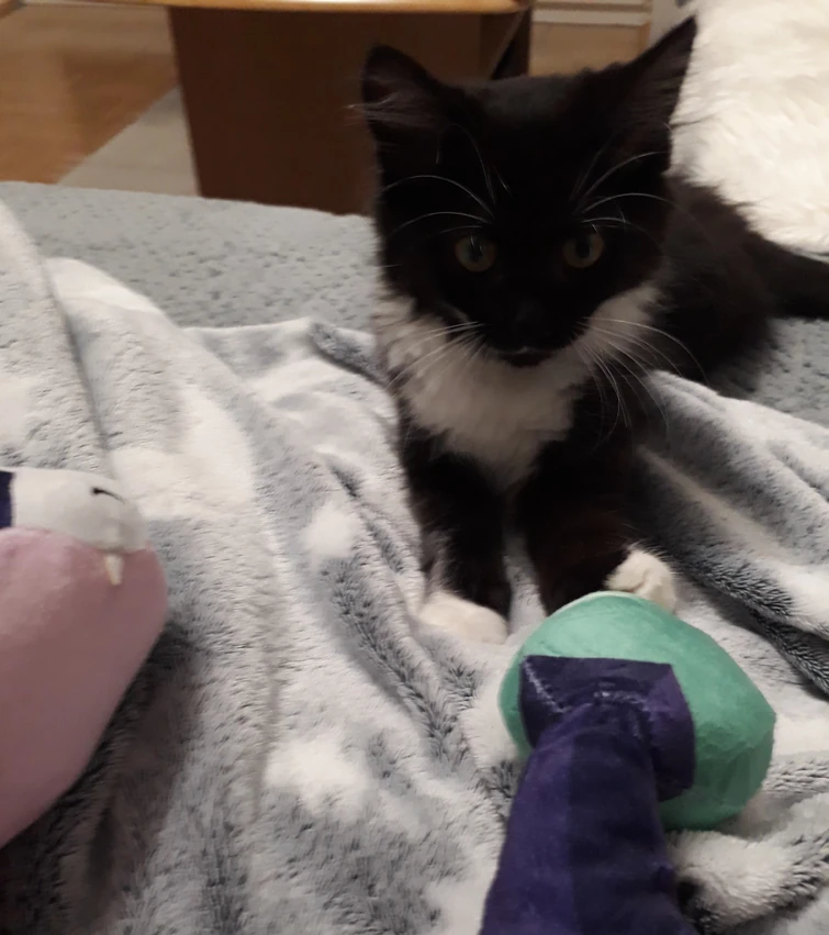 My "Palisman Domino" and Stringbean play together in real life (check