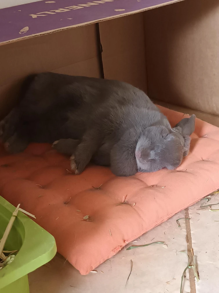 What do you think of Cream? | Fandom