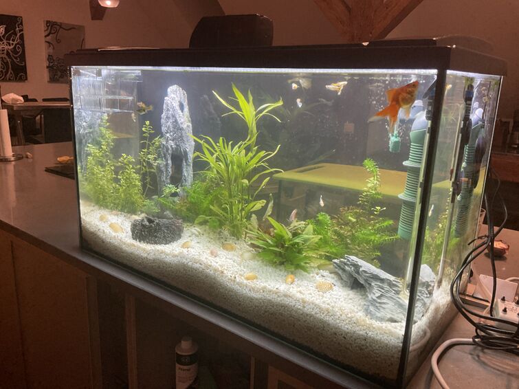 Met bloed bevlekt Uitdrukkelijk bouwer PUT MY 9 GUPPIES INTO MY 250 LITER COMMUNITY AQUARIUM! ALSO NEED HELP WITH  NAMES! Also Rate it! | Fandom