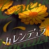 カレンデュラ