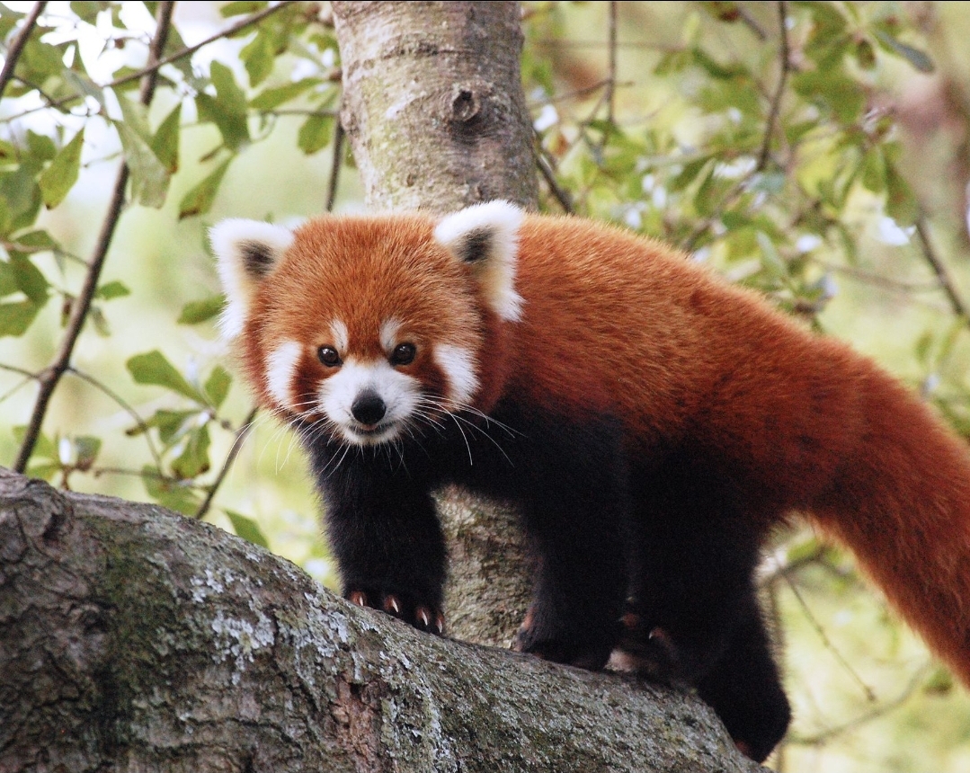 Red pandas fire ferrets in life? | Fandom