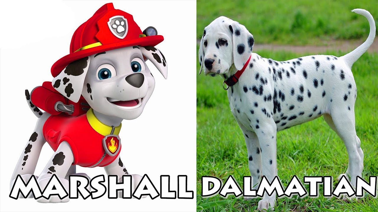 paw patrol in real life dog