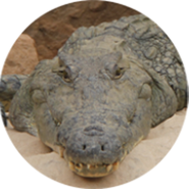 American Alligator, Planet Zoo Wiki
