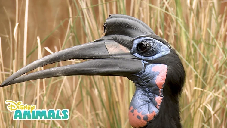Hornbills! | Disney Animals | Disney Junior