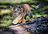 TigeyD's avatar