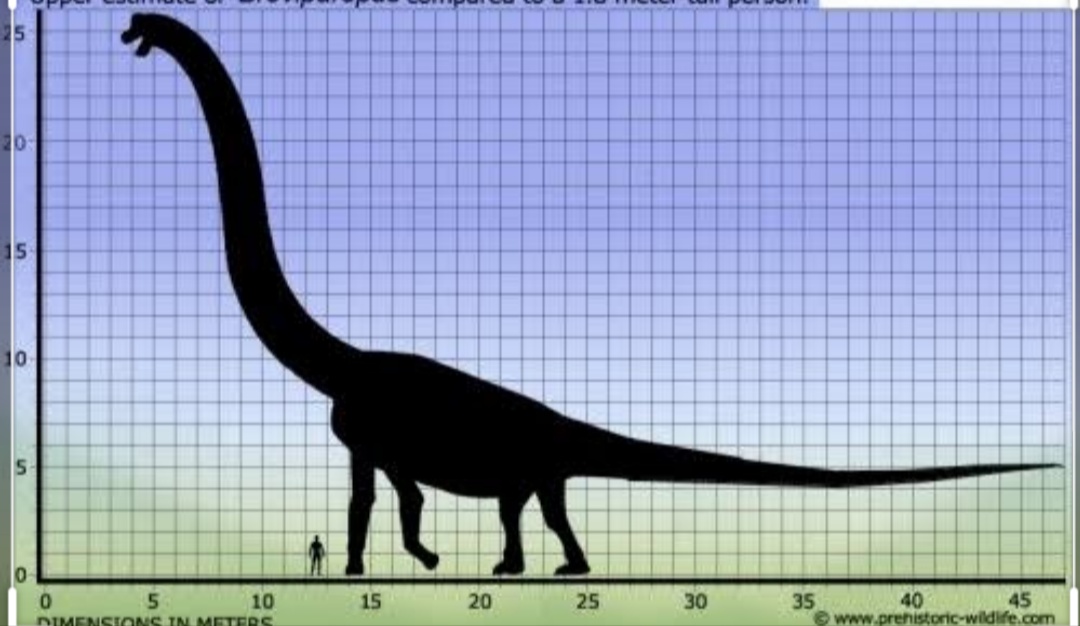 Метры по сравнению с человеком. Титанозавр Бревипароп. Диплодок Брахиозавр Бронтозавр. Диплодок Брахиозавр амфицелия. Маменчизавр Диплодок Брахиозавр.