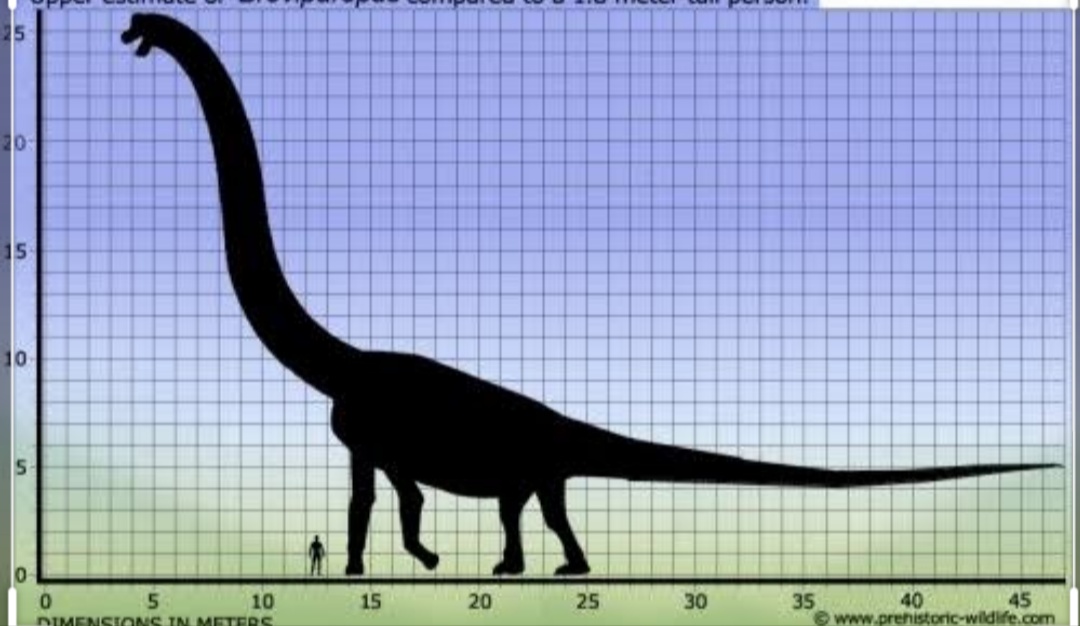 20 метров в высоту. Титанозавр Бревипароп. Диплодок динозавр вес и рост. Динозавр Брахиозавр рост. Титанозавр Сейсмозавр.
